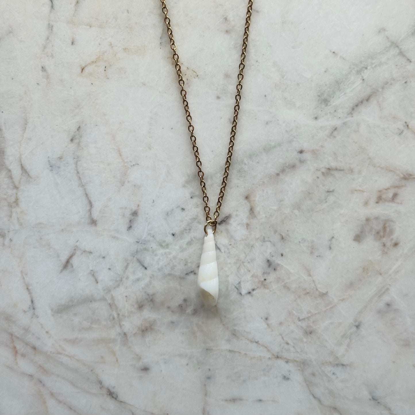 coquille no. 01